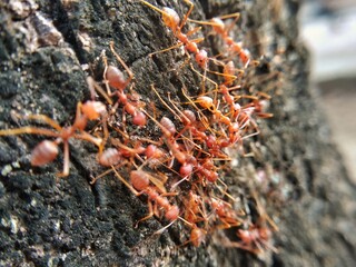 Red Weaver ants on tree bark