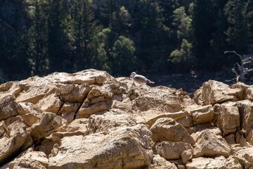 rocky mountain landscape