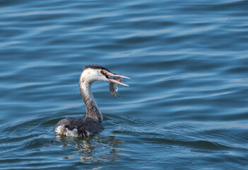 Der Haubentaucher (Podiceps cristatus)