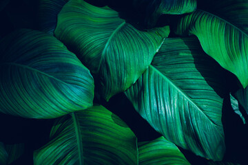 closeup nature view of tropical leaves background, dark nature concept