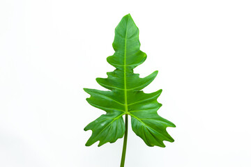 Beautiful Tropical leaf isolated on white background, Flat lay.