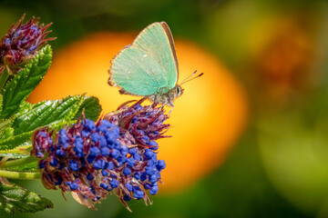 Papillon - La Thècle de la ronce (Callophrys rubi)