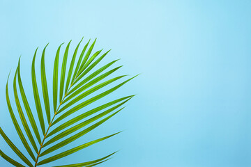 top view of tropical palm leaf on blue color background. minimal summer concept, flat lay, copy space.