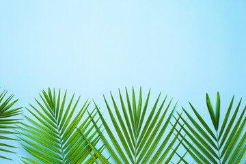 top view of tropical palm leaf on blue color background. minimal summer concept, flat lay, copy space.