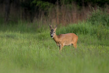 A male European roe deer, capreolus capreolus, walks on a green meadow, eats a meal in green meadows and fields in the Stawy Milickie nature reserve, a green field and a brown animal. - obrazy, fototapety, plakaty