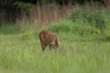 A male European roe deer, capreolus capreolus, walks on a green meadow, eats a meal in green meadows and fields in the Stawy Milickie nature reserve, a green field and a brown animal. - obrazy, fototapety, plakaty