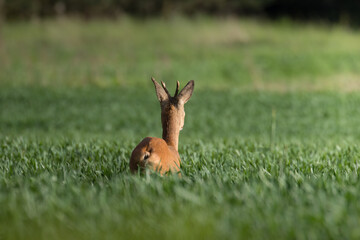 A male European roe deer, capreolus capreolus, walks on a green meadow, eats a meal in green...