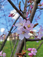 pink cherry flowers in spring