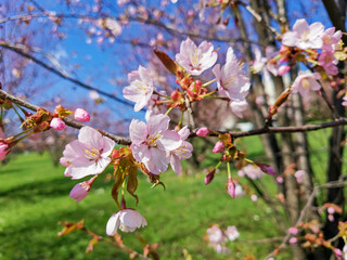 Fototapeta na wymiar sakura blossom flowers in spring