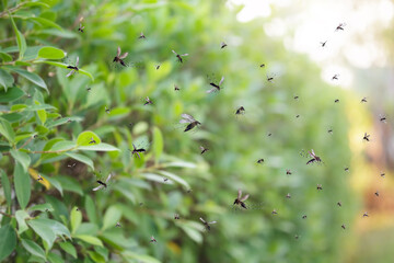 Swarm of mosquitoes fly in the park