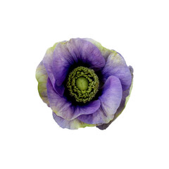 Purple anemone flower head isolated white background.