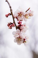 北海道札幌市の春に咲く桜の花