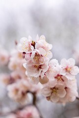 Fototapeta premium 北海道札幌市の春に咲く桜の花
