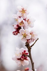 北海道札幌市の春に咲く桜の花