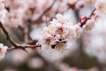 北海道札幌市の春に咲く桜の花