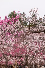 春の北海道札幌で咲く梅林と桜の花