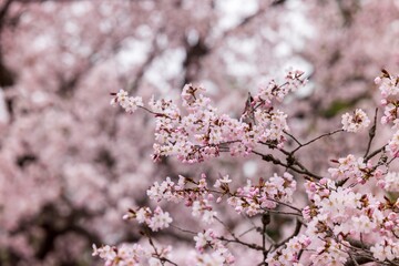 北海道札幌市で咲く桜の花