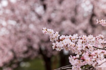 北海道札幌市で咲く桜の花