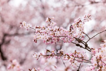 北海道札幌市の春に咲く桜の花