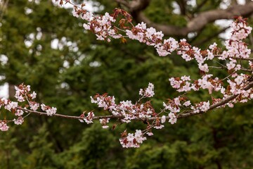 北海道札幌市で咲く桜の花