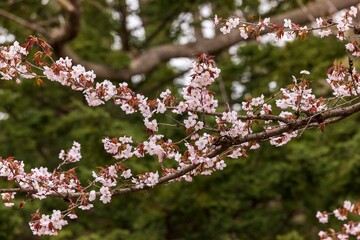 北海道札幌市の春に咲く桜の花