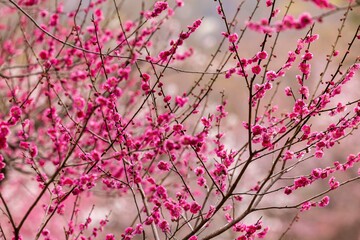 春の北海道札幌で咲く梅林と桜の花