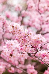 北海道札幌市で咲く桜の花