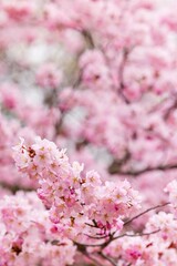 Cherry blossoms in full bloom in beautiful spring in Japan