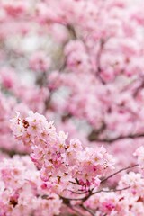 Cherry blossoms in full bloom in beautiful spring in Japan