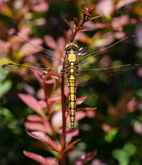 Dragonfly on plant stalk. Bokeh garden background.