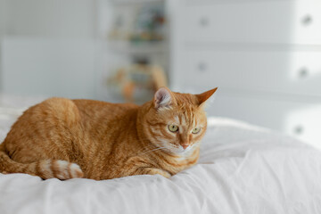 Red cat lies on a white bed in a children's room in the sun