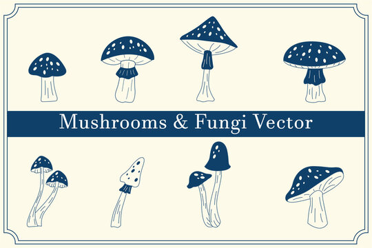 Set of mushrooms. Outline with transparent background. Vector sketch illustration