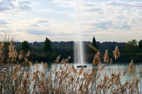 trzciny staw woda park natura