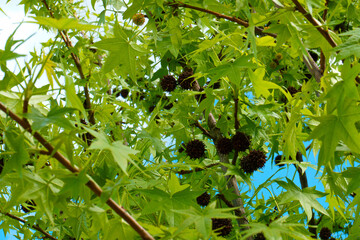 drzewo niebo liście wiosna natura - obrazy, fototapety, plakaty
