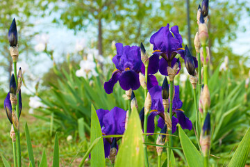 kwiat roślina wiosna flora natura - obrazy, fototapety, plakaty