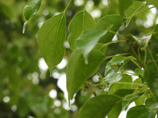 Obraz premium A close up shot of camphor laurel leaves. Cinnamomum camphora is a species of evergreen tree that is commonly known under the names camphor tree, camphorwood or camphor laurel.
