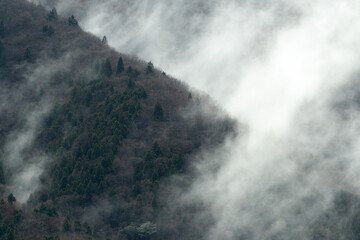 霧がかかる森