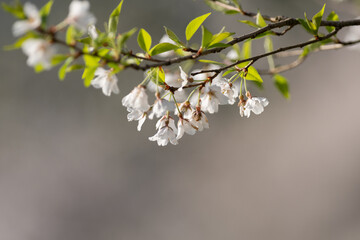 桜咲く