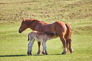 Mare horse breastfeeding a foal in the countryside. Equine livestock