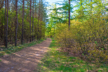 Trees in a forest under a blue sky in bright sunlight in springtime, Baarn, Lage Vuursche, Utrecht, The Netherlands, April 24, 2022