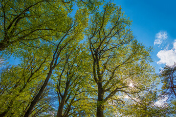 Trees in a forest under a blue sky in bright sunlight in springtime, Baarn, Lage Vuursche, Utrecht, The Netherlands, April 24, 2022