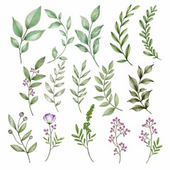 Set watercolor elements of burgundy flowers, leaves, branches, Botanic illustration isolated on white background.