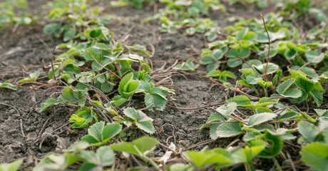 Planted strawberries in the garden in spring. Picture for a gardening shop, advertisement for seedlings, books about plant care.