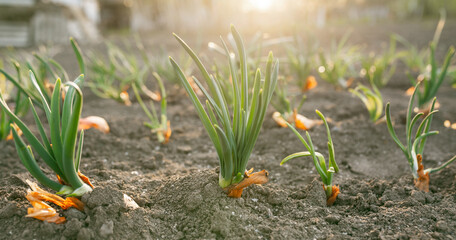Fototapeta premium Planted onions with green stems against the background of the sun's rays. Picture for a gardening shop, advertisement for seedlings, books about plant care.