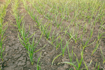 Planted garlic with green stems in a row. Picture for a gardening shop, advertisement for seedlings, books about plant care.