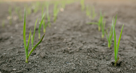 Planted garlic with green stems in a row. Picture for a gardening shop, advertisement for seedlings, books about plant care.