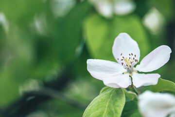 Selective soft focused close up of flowering apple tree branch with white flower on blurred bright green leaves bokeh background. Floral nature spring blossom design, copy space for text overlay. 