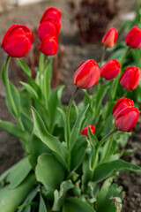 Beautiful red flowers - tulips. Spring, summer, beauty, nature