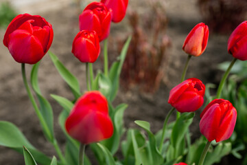 Obraz premium Beautiful red flowers - tulips. Spring, summer, beauty, nature