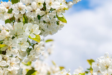 Cherry blossom frame .Spring season.Natural background.Space for text.